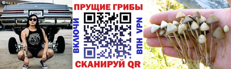 blacksprut ссылка Юхнов Галлюциногенные грибы Psilocybe